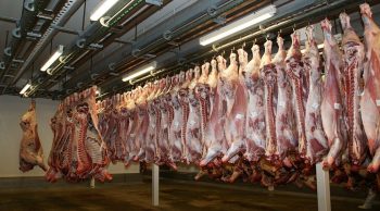 Souffrance animale dans les abattoirs: les députés veulent lever « l’omerta »