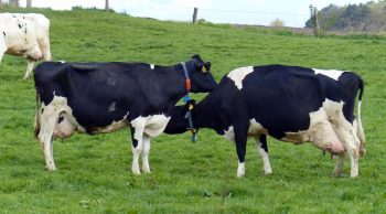 13.000 éleveurs engagés à réduire leur production laitière (aide de 24 centimes au litre)