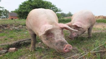 Bien-être animal: une campagne d’affichage interdite dans la Sarthe