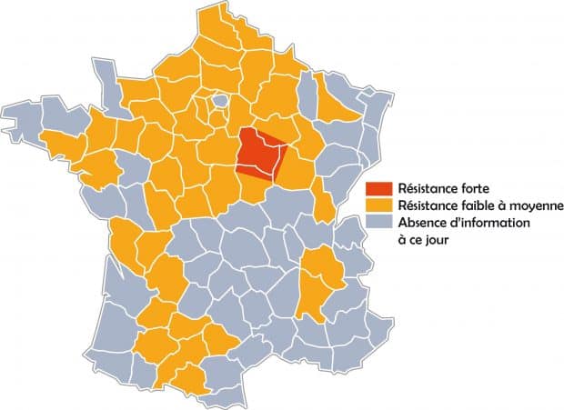 analuses moléculaires, altises d'hiver, Terres Inovia