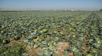 Alsace: jusqu’à 30% de pertes prévues pour la récolte de choux à choucroute à cause de la météo