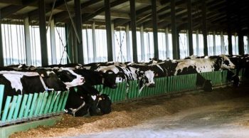 Défenseurs des animaux et détracteurs du productivisme convergent devant la « ferme des 1.000 vaches »
