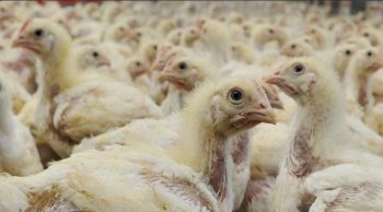 Grippe aviaire: levée jeudi de l’interdiction de circulation des animaux