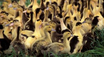 Foie gras: fin du confinement des oies et canards, un « rayon de soleil » pour le sud-ouest