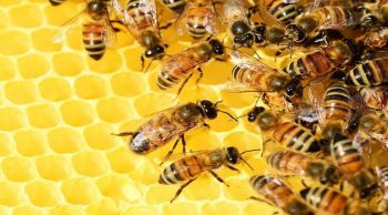 2016, nouvelle année « catastrophique » pour la production de miel, avec 9.000 tonnes (Unaf)