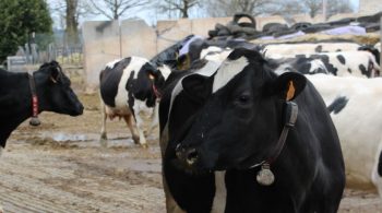 Crise laitière : comment font les pays voisins ?