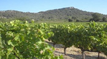 Vins: les rouges et rosés du Pic Saint Loup obtiennent une AOC