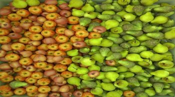 Intempéries: la récolte 2016 de pommes et de poires annoncée en baisse