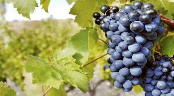 Vendanges: malgré le gel et la sécheresse, bon millésime attendu