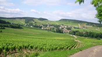 Dans le Chablis où le ciel est tombé sur les vignes, on vendange ce qui reste