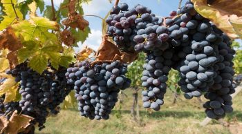 Intempéries: 17 vins AOP/AOC demandent un assouplissement de leur cahier des charges