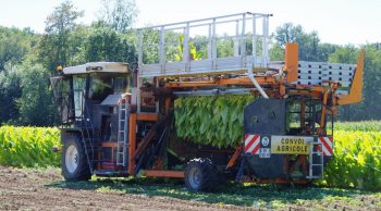 La mécanisation fait repartir le tabac