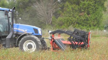 Une faucheuse andaineuse pour récolter le sarrasin