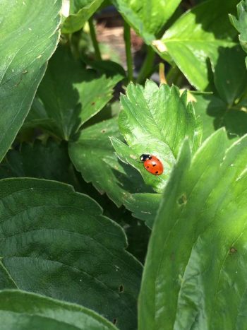 Biocontrôle : des critères trop restrictifs ?