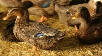 Grippe aviaire: un cas détecté dans le nord de la France parmi des canards sauvages