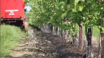 La production viticole française légèrement réévaluée, mais demeure en forte baisse