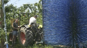 L’éclaircisseuse à prunes a fait ses preuves