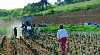 Travail du sol sous le rang de vigne