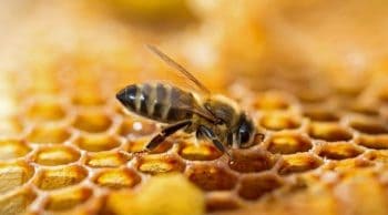 17 petites et grandes villes favorables aux abeilles labellisées « ApiCité »