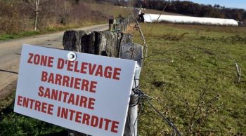 Grippe aviaire: le Sud-Ouest lancé dans une course contre la montre