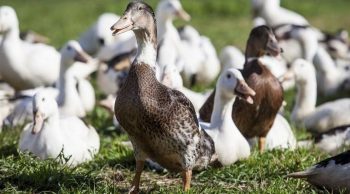 Epizootie de grippe aviaire: toute la France placée en risque « élevé »