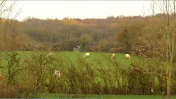 Bourgogne: des litières en bois déchiqueté, haies alors ?