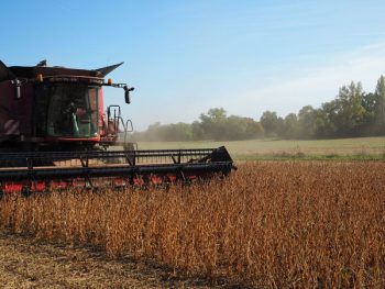 Un soja français de qualité pour l’alimentation animale