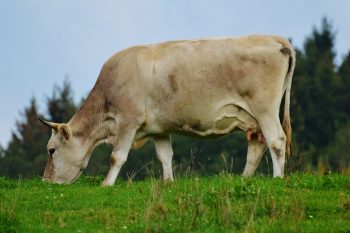 Crise laitière : 31 millions d’euros d’aides de trésorerie annoncés