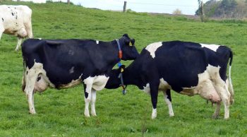 Les coopératives laitières veulent une réforme de la loi sur les négociations commerciales