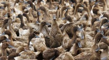 Grippe aviaire: la zone d’abattage préventif des canards élargie