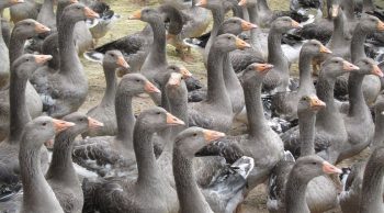 Grippe aviaire: course contre la montre dans le Sud-Ouest pour protéger la Chalosse