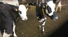 Production laitière, Holstein, INRA, ESA, PASS’SAS, marge brute, Montbéliarde, Pie Rouge Nordique, Normande