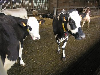 Holstein: des arguments pour le métissage