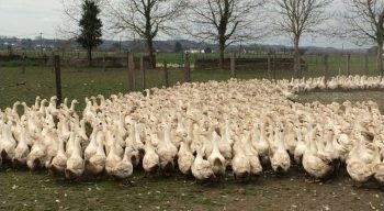 Grippe aviaire: bientôt plus un seul canard d’élevage dans les Landes