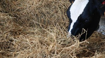 Lait de foin, une nouvelle filière pilotée par les éleveurs