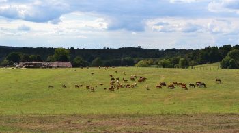 Agriculture: couac administratif pour les aides européennes, le gouvernement tente de rassurer