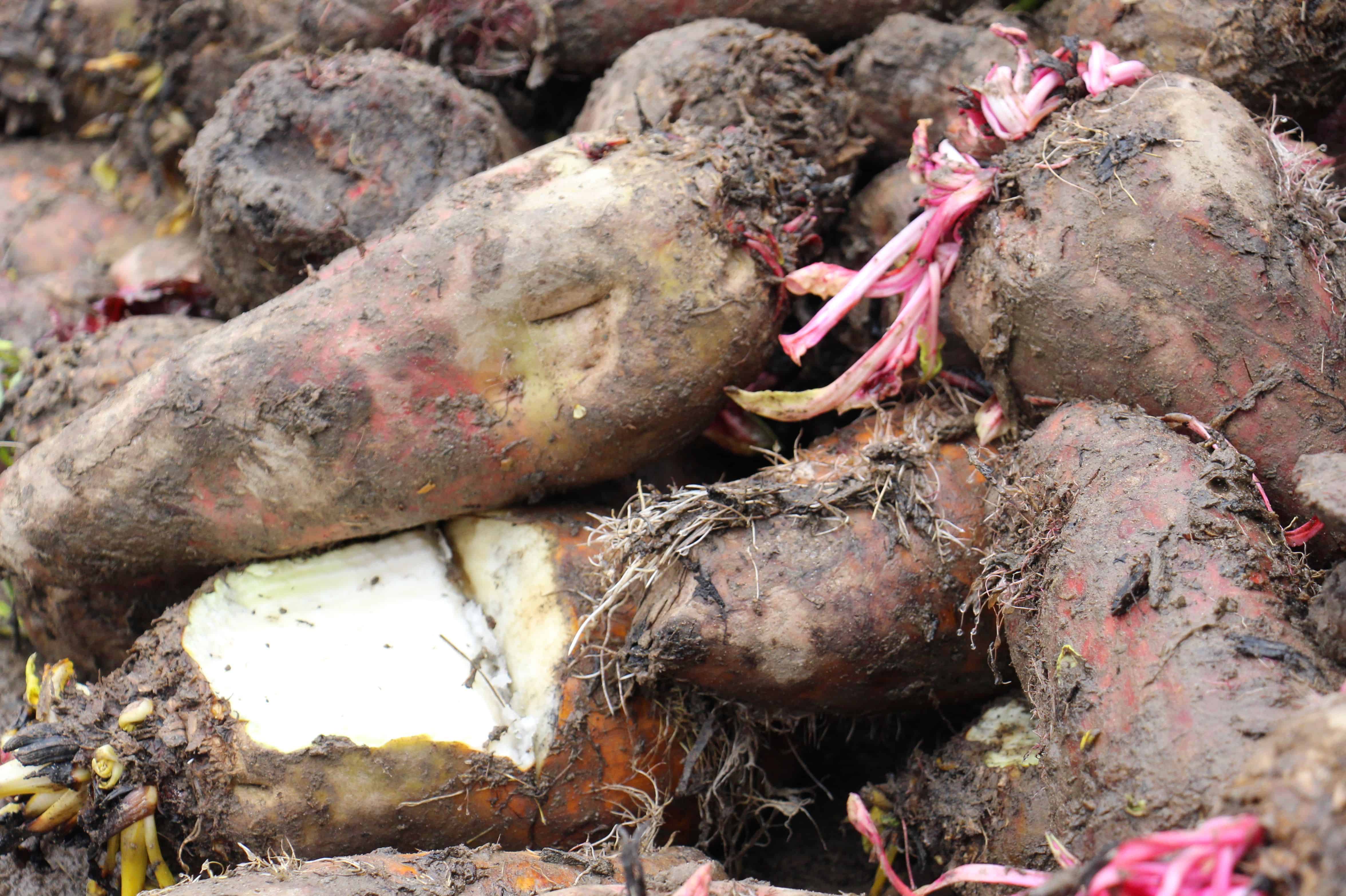 La betterave fourragère sort du bois - Entraid