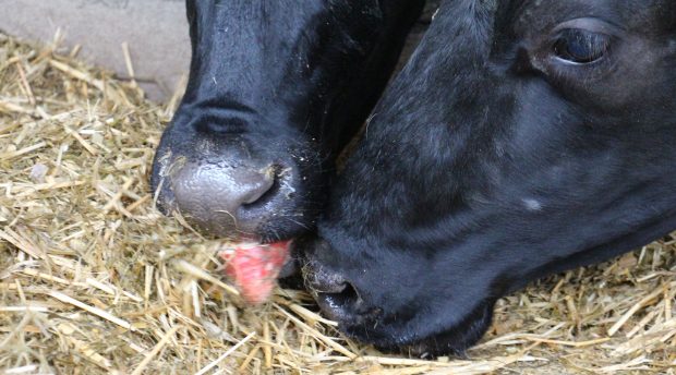 Par l’odeur alléchées, deux vaches se disputent le bout de sucre. La betterave fourragère était la vedette d’une journée organisée à l’initiative de quatre étudiants de BTSA Acse (lycée les vergers - Dol de Bretagne) le mardi 21 février.