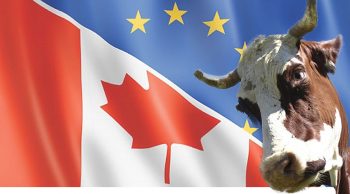 [CETA] Eleveurs et Verts dénoncent un risque de ‘déstabilisation’ pour l’élevage bovin européen