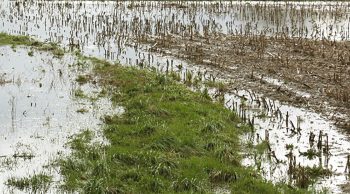 Sinistres climatiques: 430 millions d’euros versés aux fermiers par Groupama