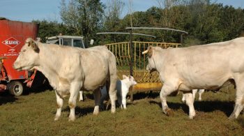 Bovins-viande : éleveurs dans le rouge