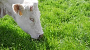 Du bien-être animal au bannissement de la viande