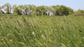 Agriculture: lancement d’audits pour les exploitations en difficulté