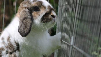 Les eurodéputés veulent des normes d’élevage plus respectueuses des lapins