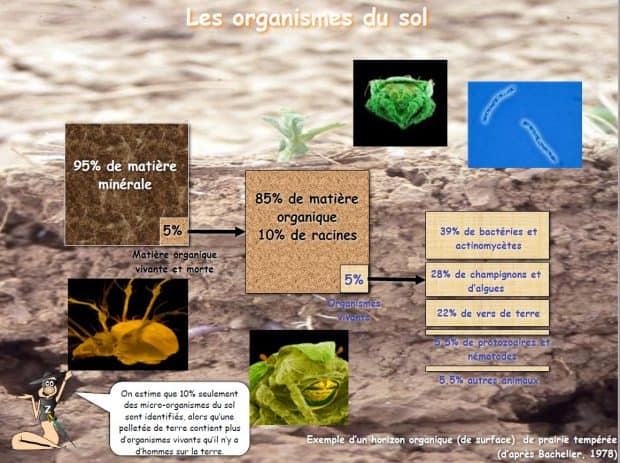 MICRO-ORGANISMES DU SOL