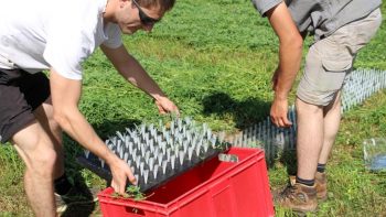 Foin : limiter les pertes de feuilles de la luzerne