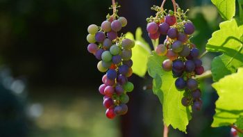 De la vigne au vin