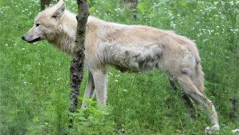 Le gouvernement autorise l’abattage de deux loups supplémentaires