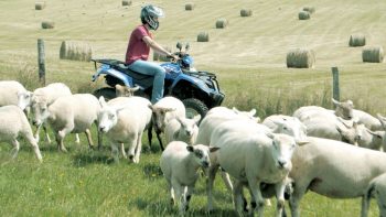 Les brebis ont besoin de nouveaux bergers