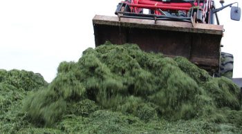 Les ensilages vite faits, et plutôt bien faits